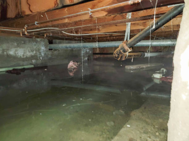 Best Local water damage restoration  in Ferndale, PA