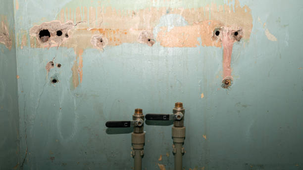 Best Professional water damage repair  in Ferndale, PA